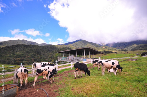 Scenery view cattles at Desa Dairy Farm, Kundasang Sabah during beautiful foggy morning - Image