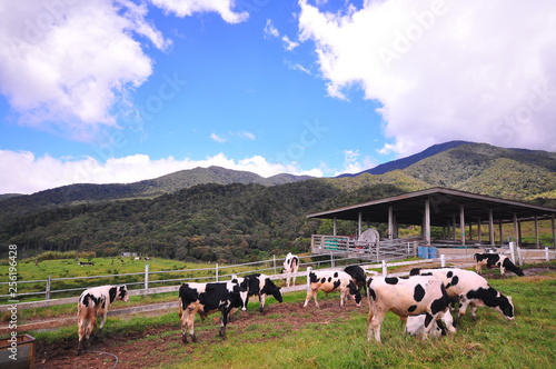 Scenery view cattles at Desa Dairy Farm, Kundasang Sabah during beautiful foggy morning - Image