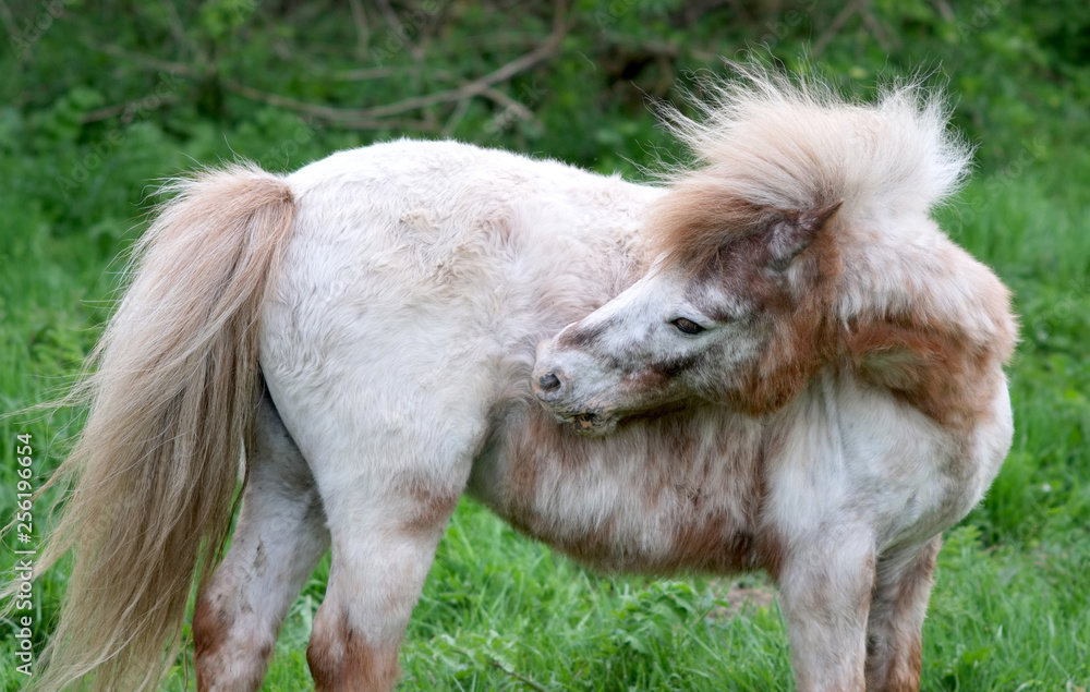Obraz premium white shetland pony