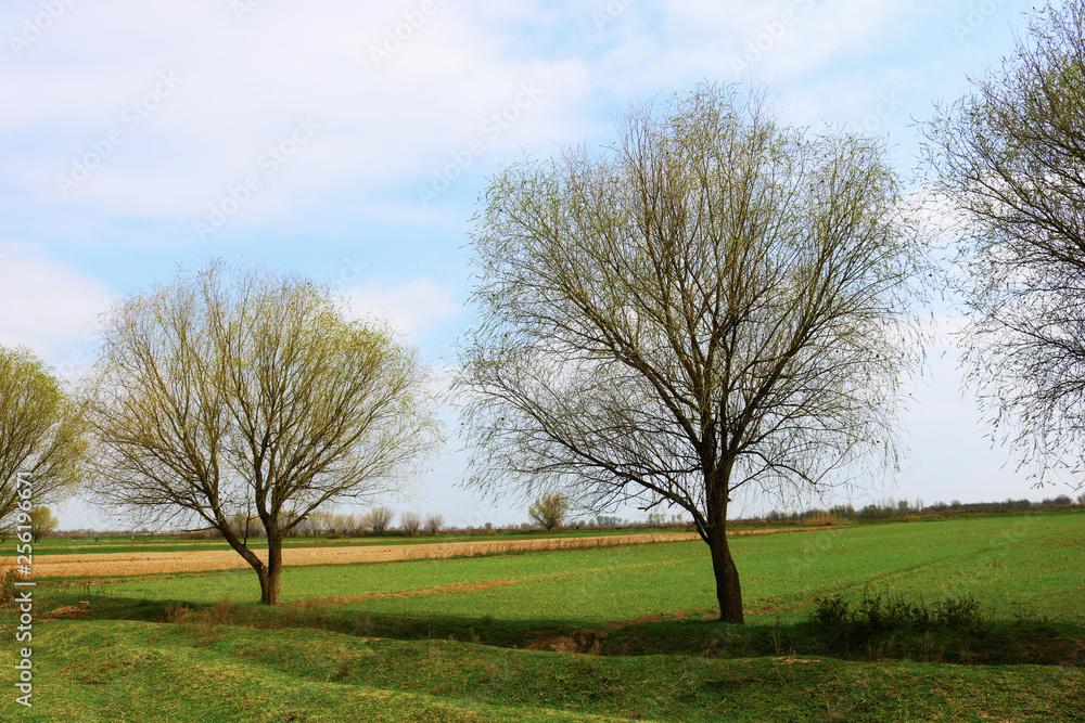 Fototapeta premium Trees on large meadow landscape.
