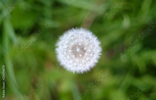 Dandylion seed head