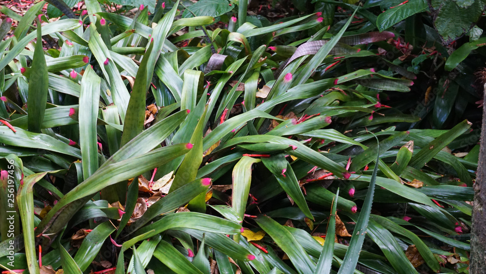 Obraz premium plant in garden