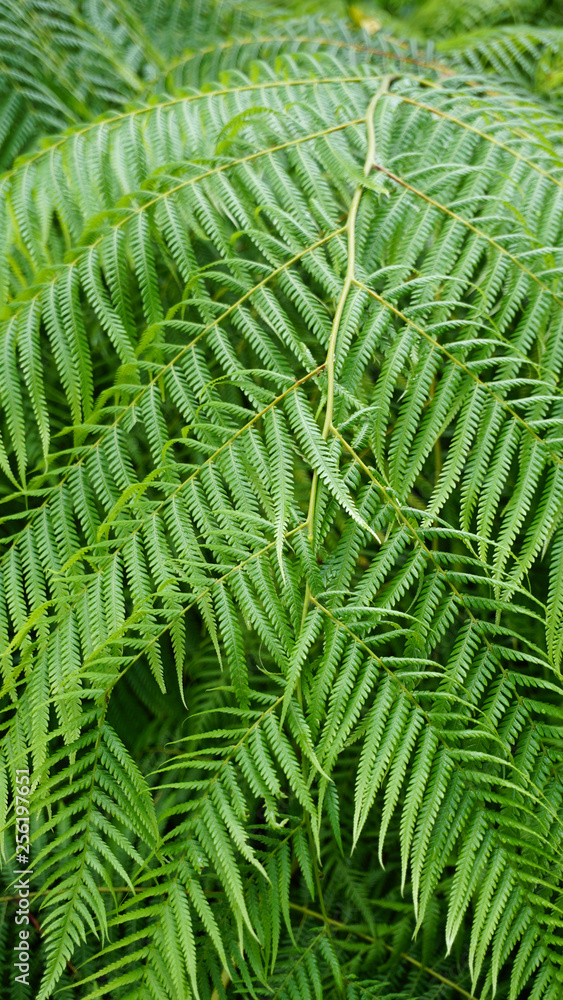 green leaves of palm tree green leaves of palm tree
