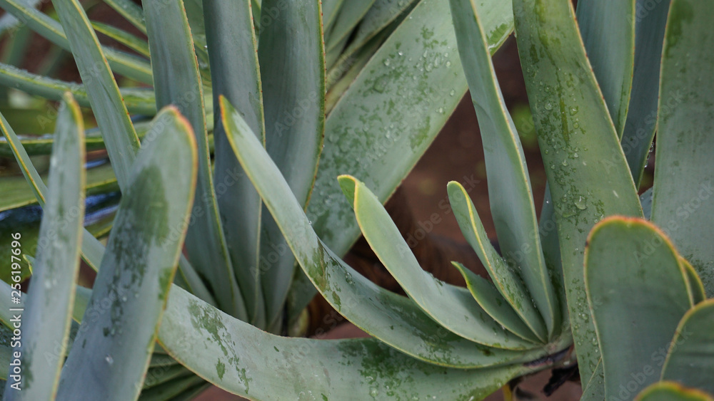 Obraz premium green leaves