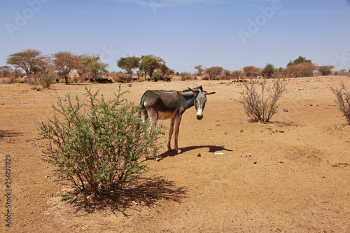 Musawarat, Sudan, Pharaoh, Nubia photo