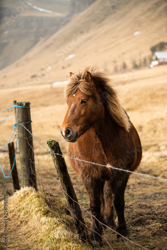 Le cheval Islandais photo