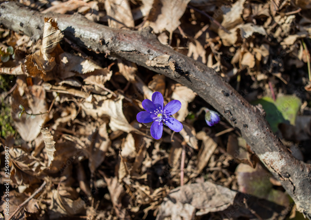 Spring blue flower Spring blue flower
