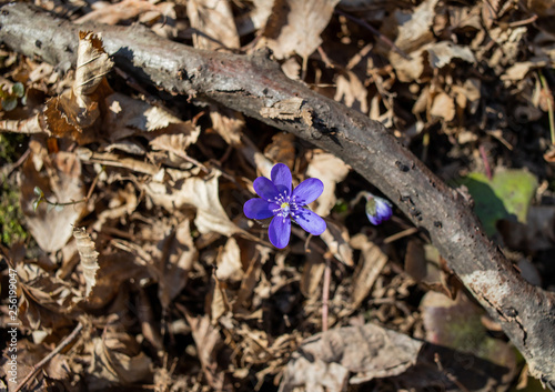 Spring blue flower