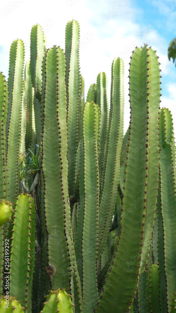 cactus cactus