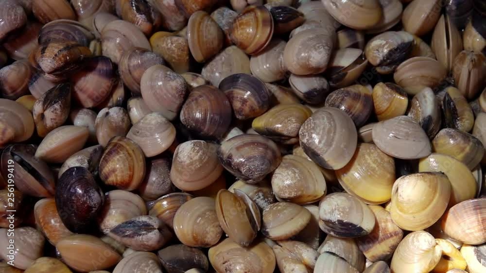 Fresh Raw Enamel Venus Shells (Meretrix lyrata) for Sale at Seafood Market Fresh Raw Enamel Venus Shells (Meretrix lyrata) for Sale at Seafood Market