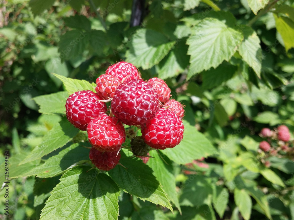 Unripe red blackberries on a green bush in a summer garden. Blackberry on a branch close-up, gardening concept Unripe red blackberries on a green bush in a summer garden. Blackberry on a branch close-up, gardening concept