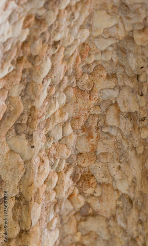 Lagerstroemia calyculata Kurz tree bark photo