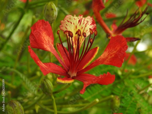 Close-up of a red flower blooming with stamen and some buds. Green and bright background.
