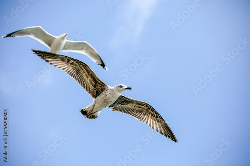Flying lesser black backed sea gull bird with open wings during flight in front of blue sky with clouds