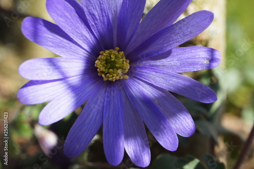 purple flower,blue