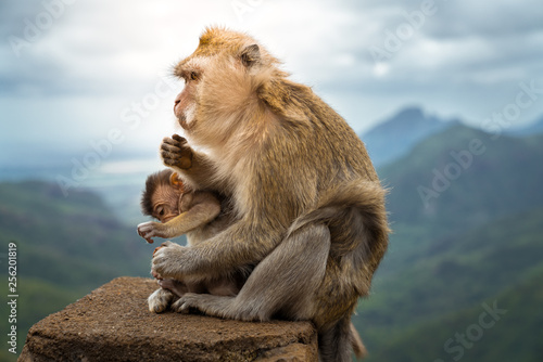 macaque mother monkey with her baby eating a cookie at black river gorge viewpoint against a beautiful panorama, mauritius © evoks24