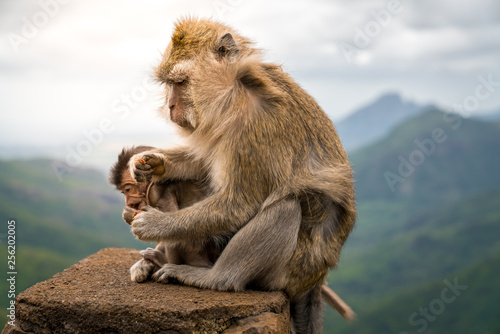 macaque mother monkey with her baby eating a cookie at black river gorge viewpoint against a beautiful panorama, mauritius © evoks24