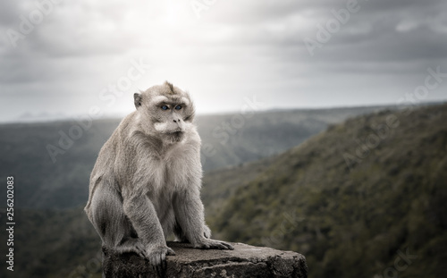 black & white portrait of a macaque male monkey with blue eyes at black river gorge viewpoint against a beautiful panorama, mauritius © evoks24