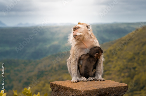 macaque mother monkey with her baby at black river gorge viewpoint against a beautiful panorama, mauritius