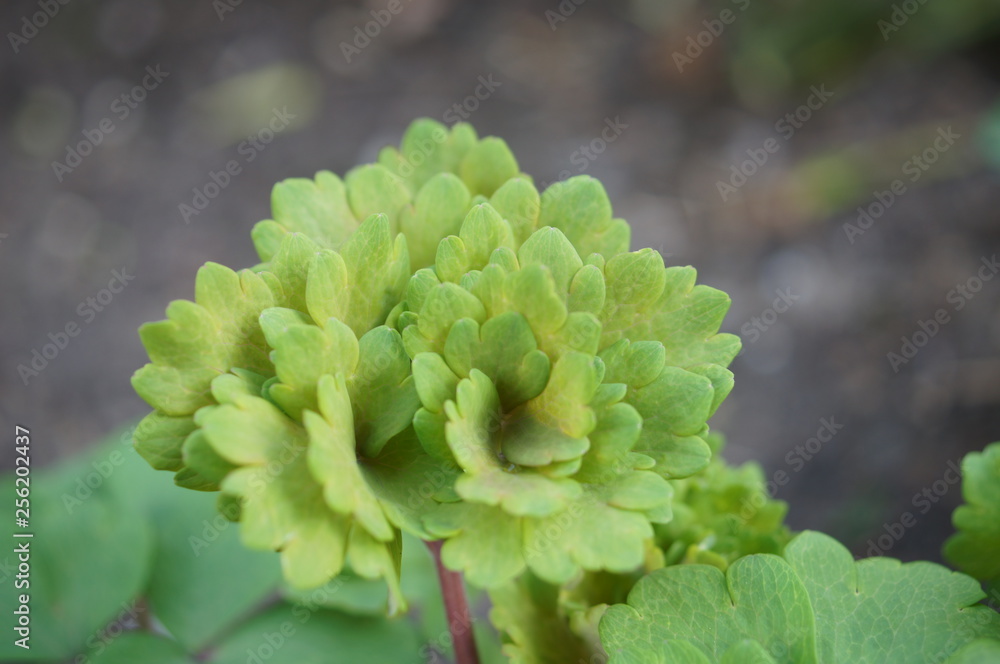 Anemonen,plant, green, leaf, nature, leaves, agriculture, garden, spring, fresh, cucumber, clover, growth, vegetable, natural, plants, gardening, grass, organic, field, young, food, Anemonen,plant, green, leaf, nature, leaves, agriculture, garden, spring, fresh, cucumber, clover, growth, vegetable, natural, plants, gardening, grass, organic, field, young, food,