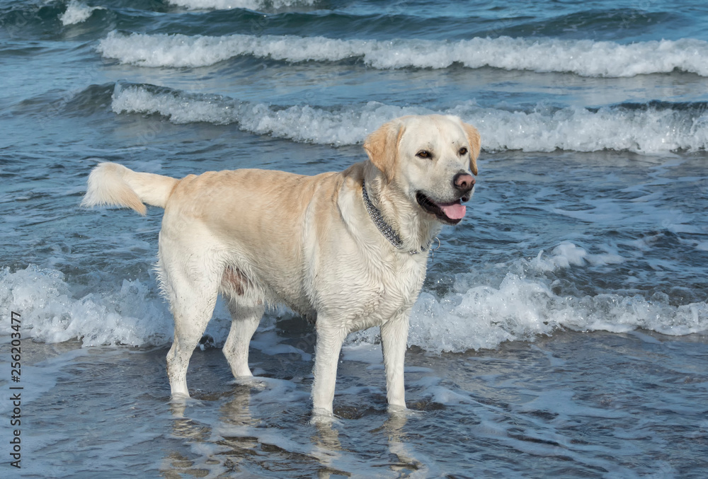 Dog Labrador plays on the beach in the water
