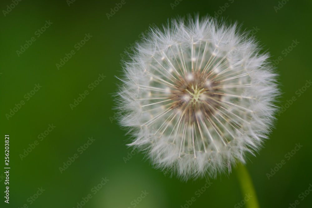 Fototapeta premium dandelion on background of green grass