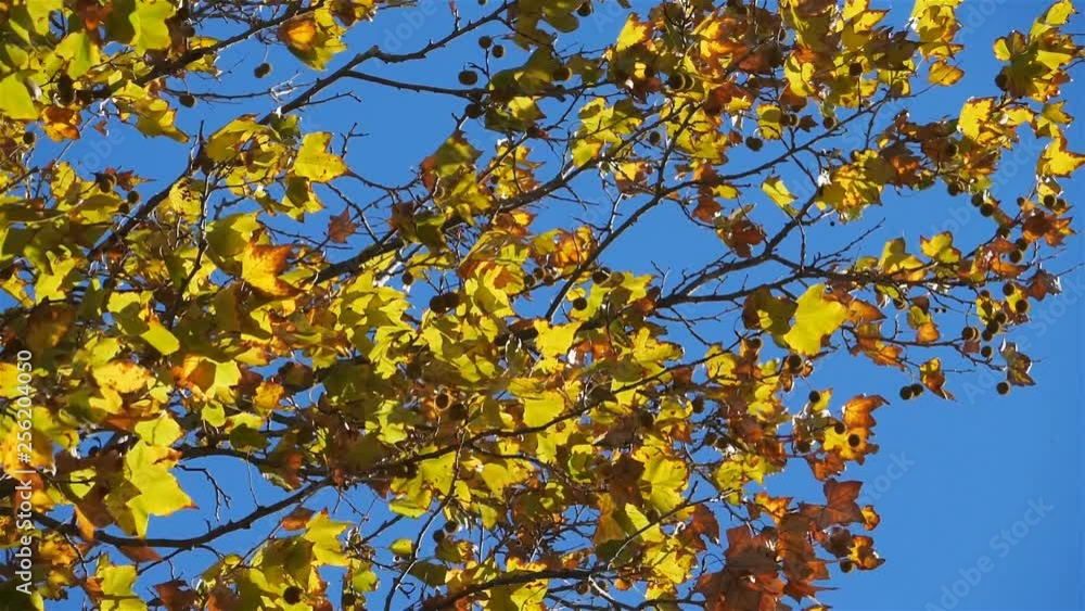 Leaves of platan tree in the wind during the Autumn season Leaves of platan tree in the wind during the Autumn season