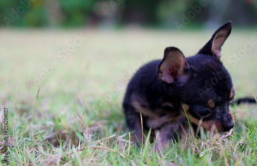 Black Puppy on grass . Baby Chihuahua outdoor with grass background. Black tan colour of Chihuahua puppy.