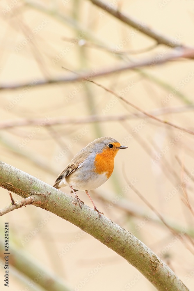 Robin European robin Erithacus rubecula sitting on a branch Robin European robin Erithacus rubecula sitting on a branch