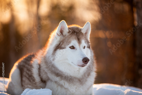 Beautiful, happy and free Siberian Husky dog lying on the snow path in the winter forest at sunset.