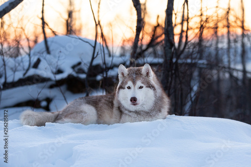 Beautiful  free and cute Siberian Husky dog lying on the snow path in the winter forest at sunset.
