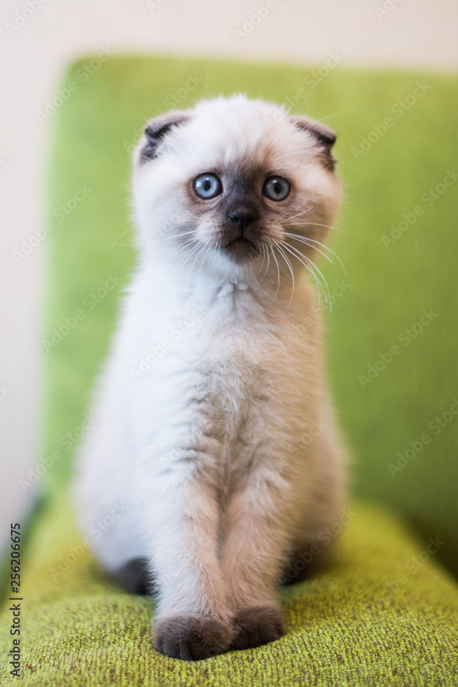 Obraz premium kitten scottish british cat burma munchkin animals