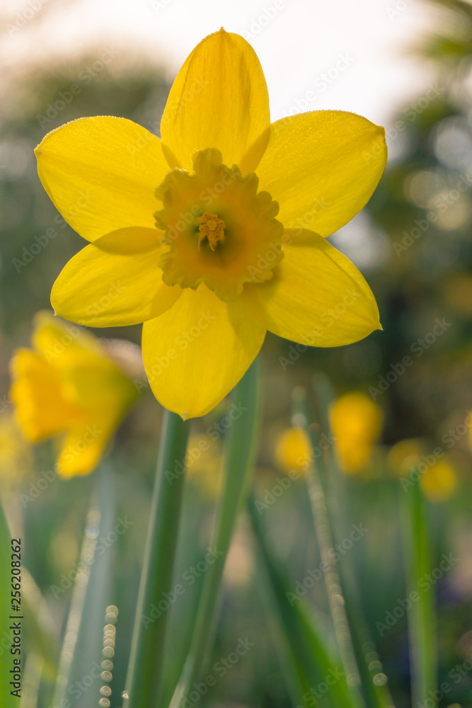 Gelbe Narzissen blühen im warmen Licht der Morgensonne. Schöne gelbe Narzissen, Gelbe Narzissen auf einer Wiese. Nahaufnahme von gelben Narzissen im Frühling. Gelbe Narzissen blühen im warmen Licht der Morgensonne. Schöne gelbe Narzissen, Gelbe Narzissen auf einer Wiese. Nahaufnahme von gelben Narzissen im Frühling.