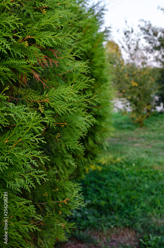 green hedge