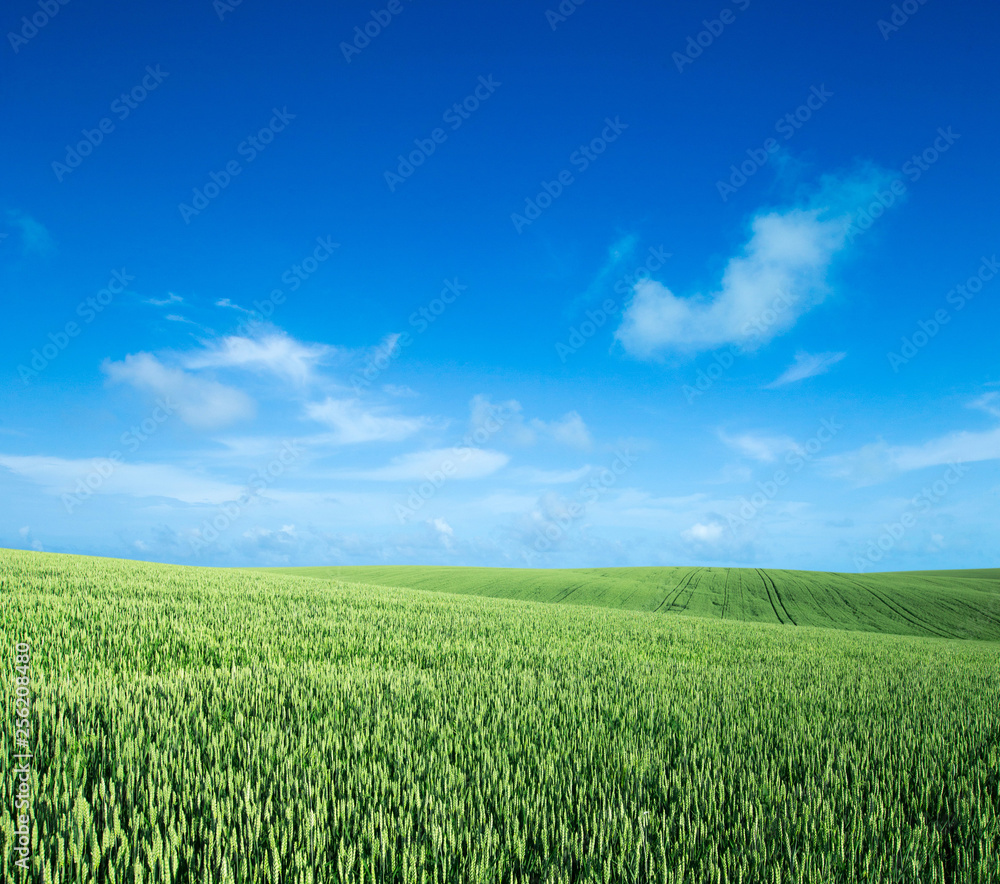 green field and blue sky green field and blue sky