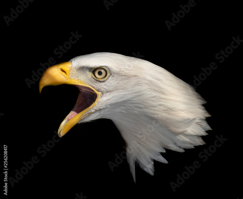 isolated american bald eagle head with a black background