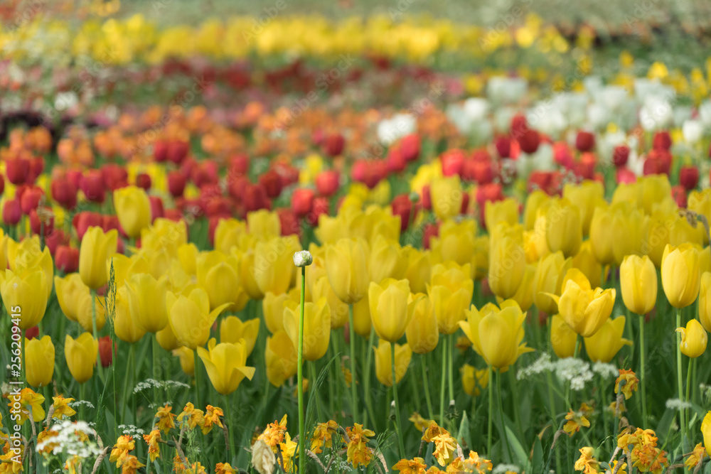 Insel Mainau im Frühling: buntes Tulpenfeld - gelb und rot Insel Mainau im Frühling: buntes Tulpenfeld - gelb und rot