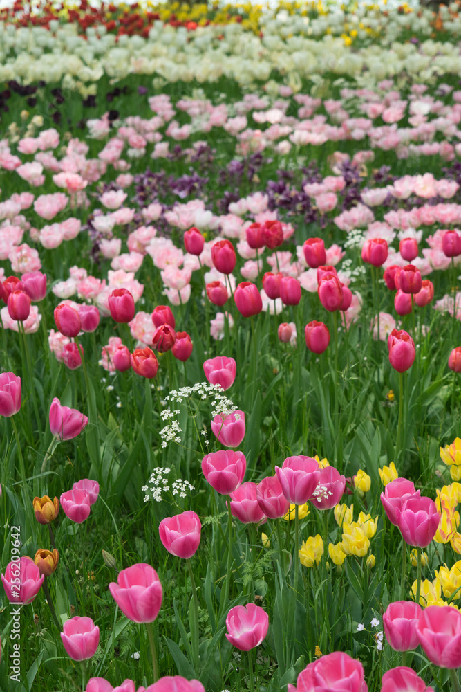 Insel Mainau im Frühling: Tulpenfeld - rosa und weiß