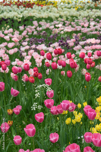 Insel Mainau im Fr  hling  Tulpenfeld - rosa und wei  