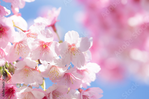 pink flowers on blue sky background  cherry blossom in spring