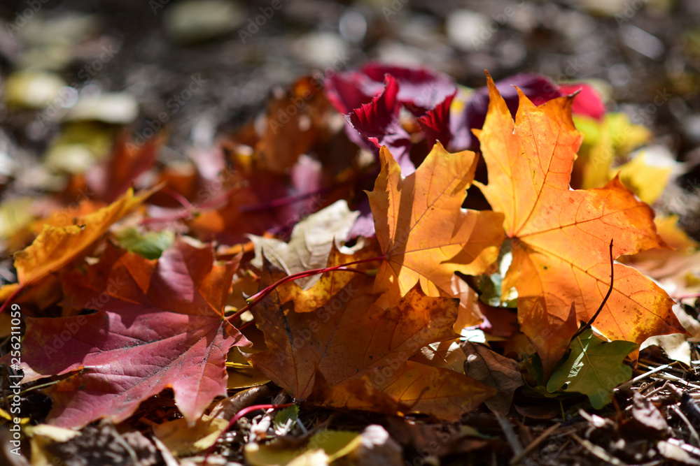 light brown and red leaves in sun light light brown and red leaves in sun light