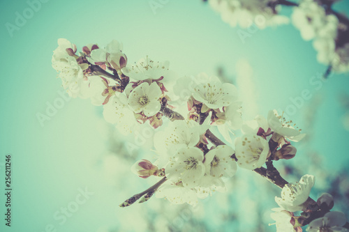 Blooming flowers apricot br...