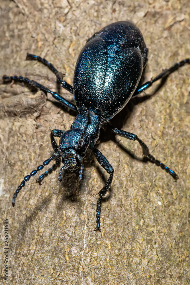 Black oil beetle, Meloe proscarabaeus, quite a purple one. Black oil beetle, Meloe proscarabaeus, quite a purple one.