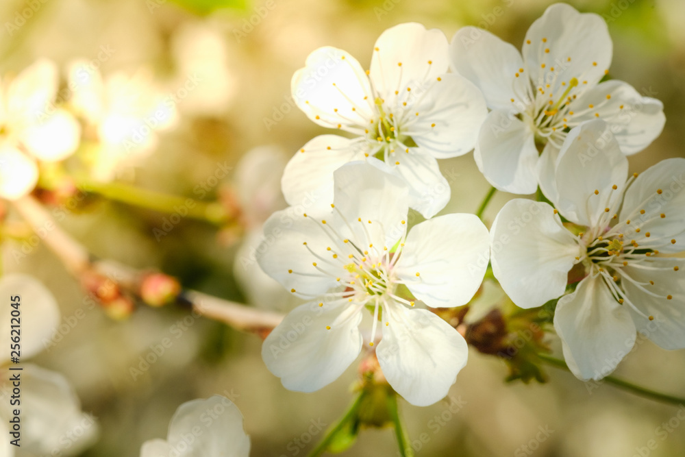 White cherry blossoms in spring sun with sky background