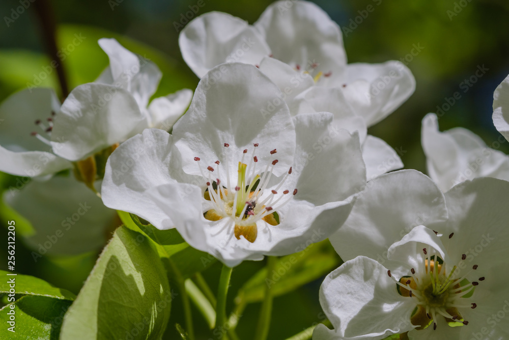 White cherry blossoms in spring sun with sky background