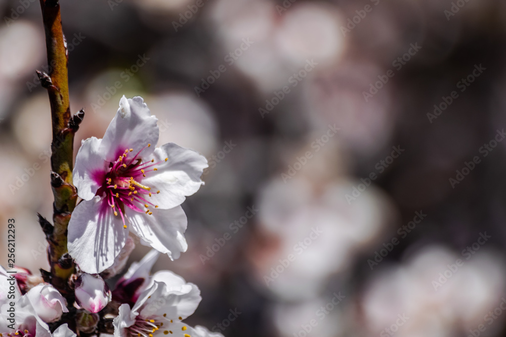 Almond flowers (prunus dulcis) blooming with sunlight Almond flowers (prunus dulcis) blooming with sunlight
