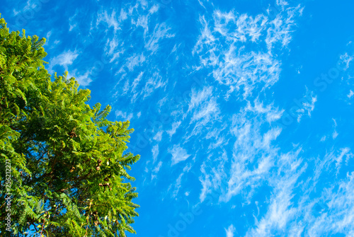 Branches of acacia on the background of blue sky. Summer background, nature, environmental protection