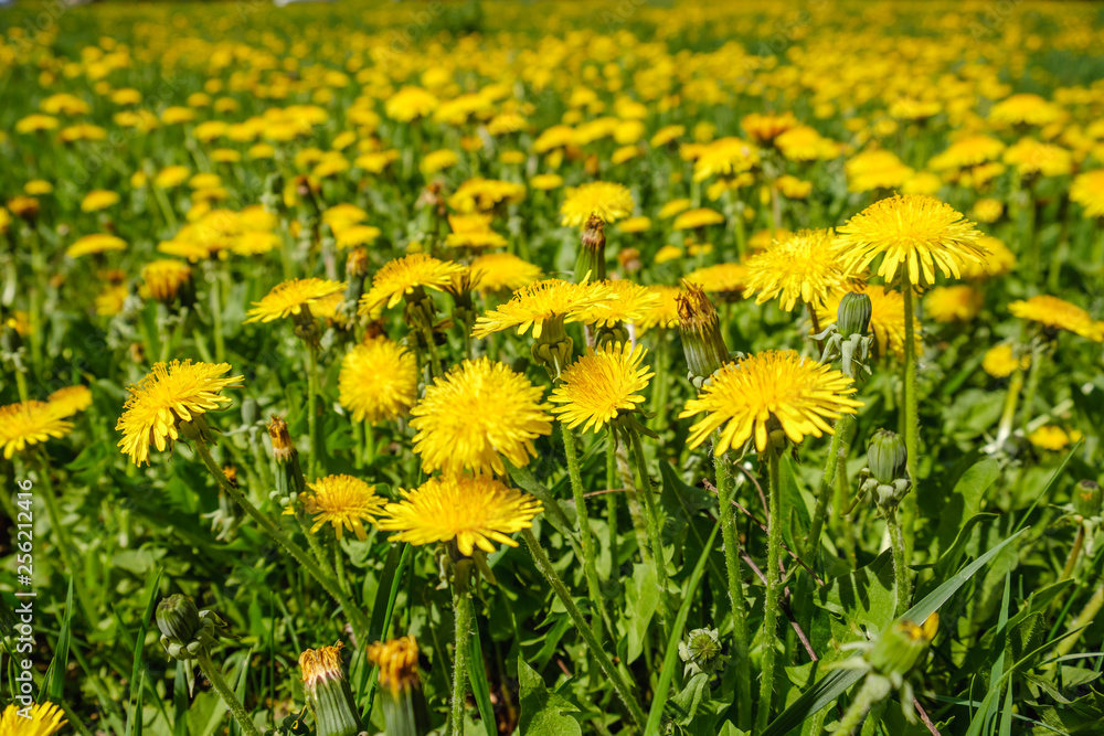 Yellow dandelions. Dandelions on background of green spring meadows. Yellow dandelions. Dandelions on background of green spring meadows.