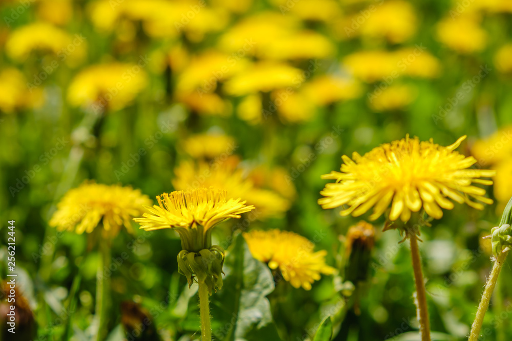 Yellow dandelions. Bright flowers dandelions on green spring meadows.