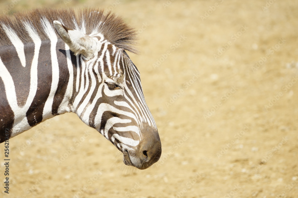 Obraz premium 動物園の動物